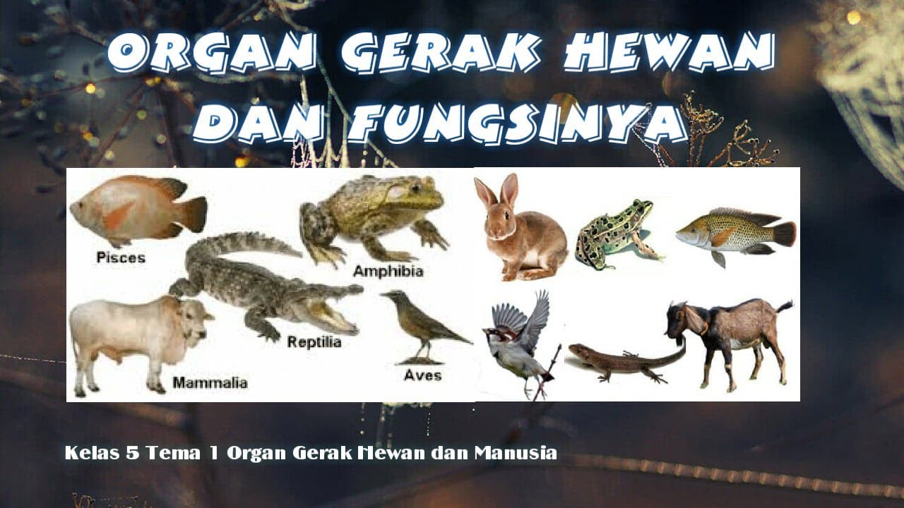 Detail Gambar Organ Hewan Nomer 40