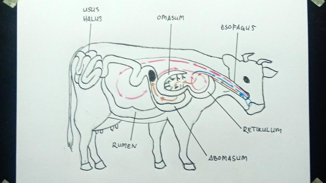 Detail Gambar Organ Hewan Nomer 42