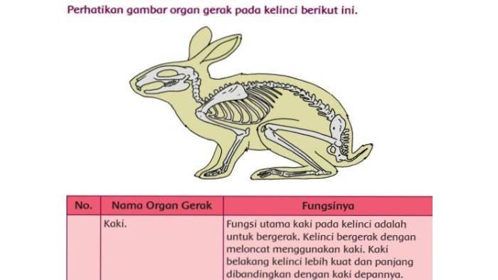 Detail Gambar Organ Hewan Nomer 43