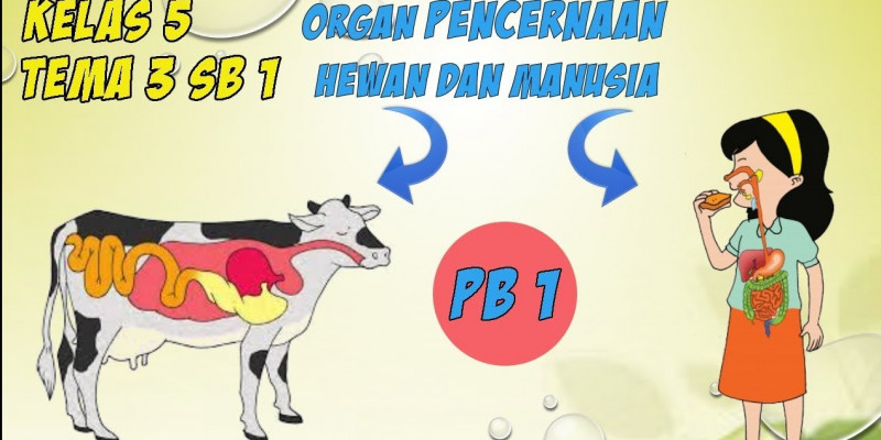 Detail Gambar Organ Hewan Nomer 46