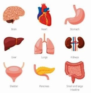 Detail Gambar Organ Hewan Nomer 8