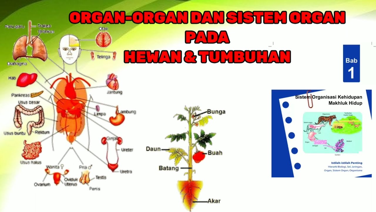 Gambar Organ Hewan Dan Tumbuhan - KibrisPDR