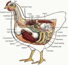 Detail Gambar Organ Hewan Dan Tumbuhan Nomer 2