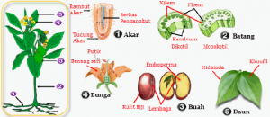 Detail Gambar Organ Hewan Dan Tumbuhan Nomer 10