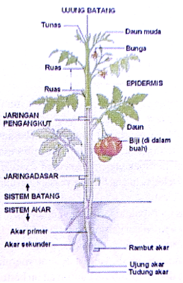 Detail Gambar Organ Hewan Dan Tumbuhan Nomer 13