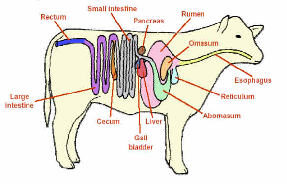 Detail Gambar Organ Hewan Dan Tumbuhan Nomer 14