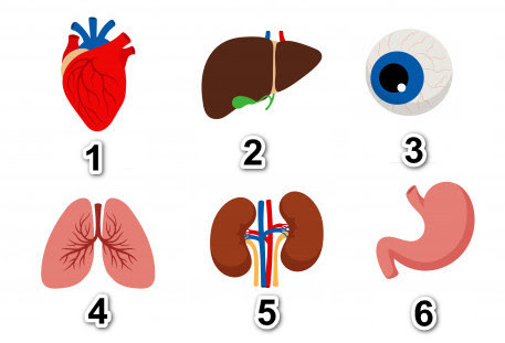 Detail Gambar Organ Hewan Dan Tumbuhan Nomer 16