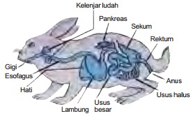Detail Gambar Organ Hewan Dan Tumbuhan Nomer 18