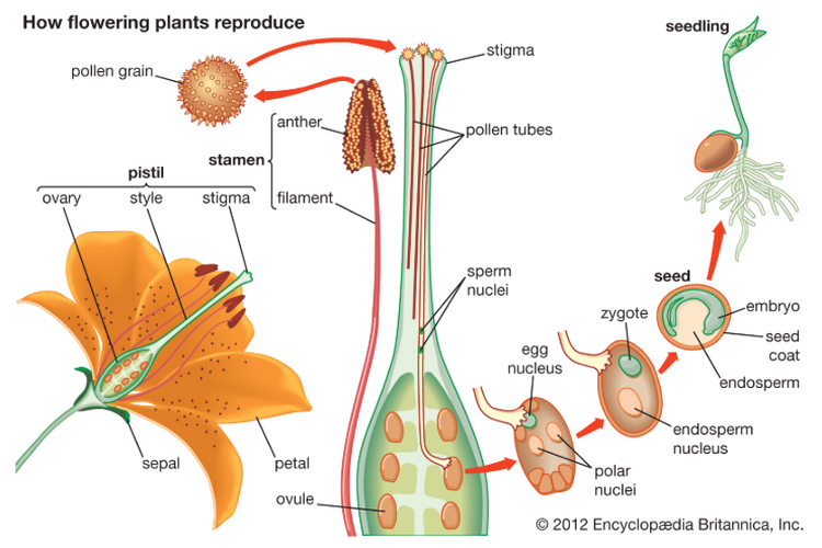 Detail Gambar Organ Hewan Dan Tumbuhan Nomer 19