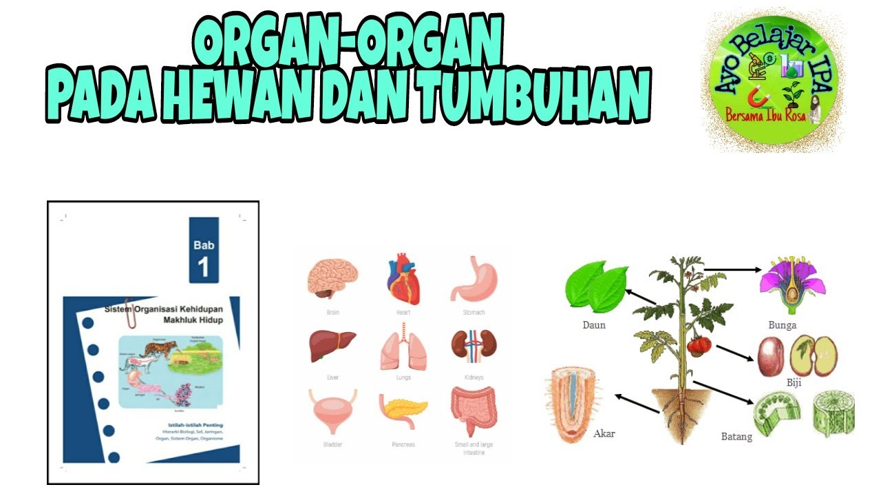 Detail Gambar Organ Hewan Dan Tumbuhan Nomer 3