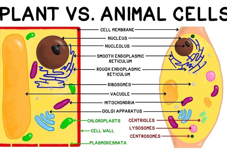 Detail Gambar Organ Hewan Dan Tumbuhan Nomer 21