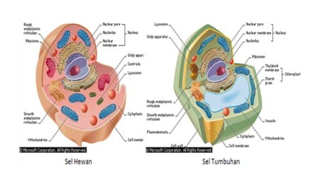 Detail Gambar Organ Hewan Dan Tumbuhan Nomer 24