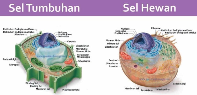 Detail Gambar Organ Hewan Dan Tumbuhan Nomer 25