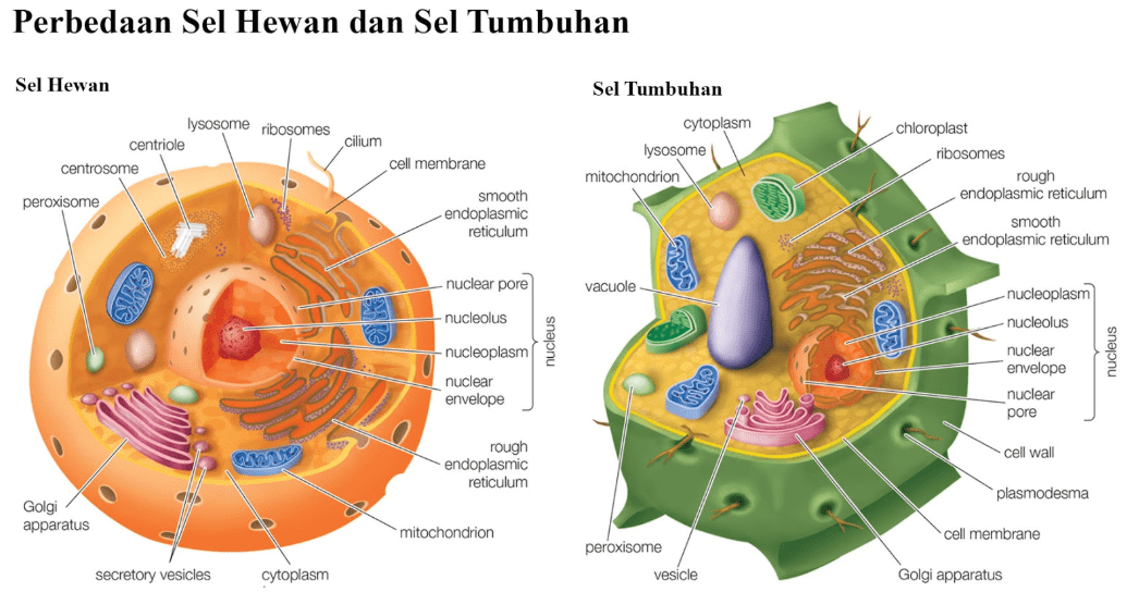 Detail Gambar Organ Hewan Dan Tumbuhan Nomer 32
