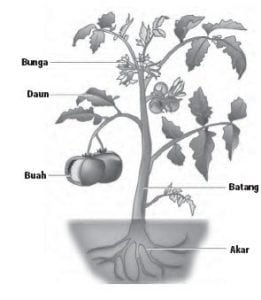 Detail Gambar Organ Hewan Dan Tumbuhan Nomer 33