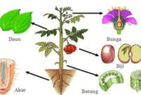 Detail Gambar Organ Hewan Dan Tumbuhan Nomer 35