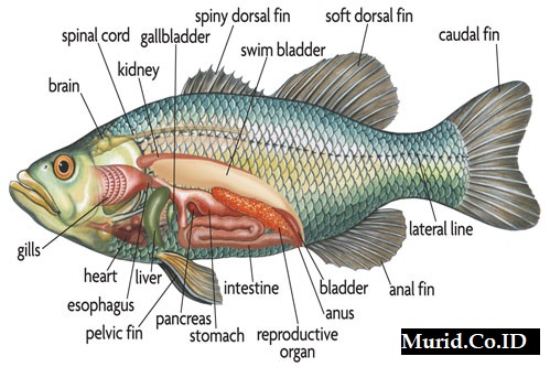 Detail Gambar Organ Hewan Dan Tumbuhan Nomer 37