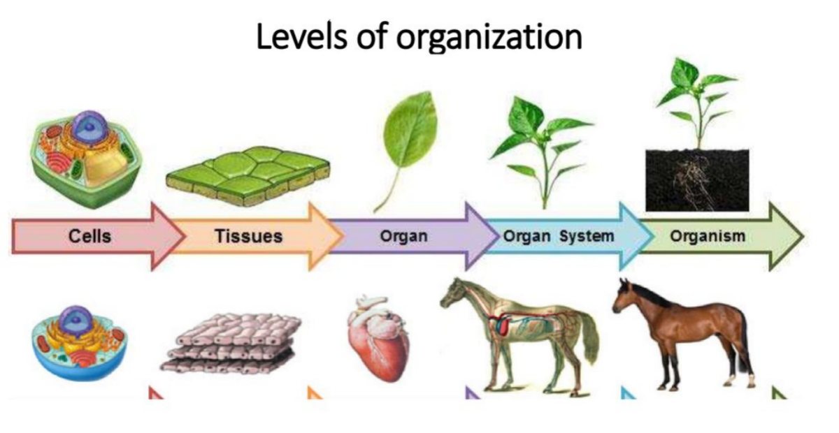Detail Gambar Organ Hewan Dan Tumbuhan Nomer 40