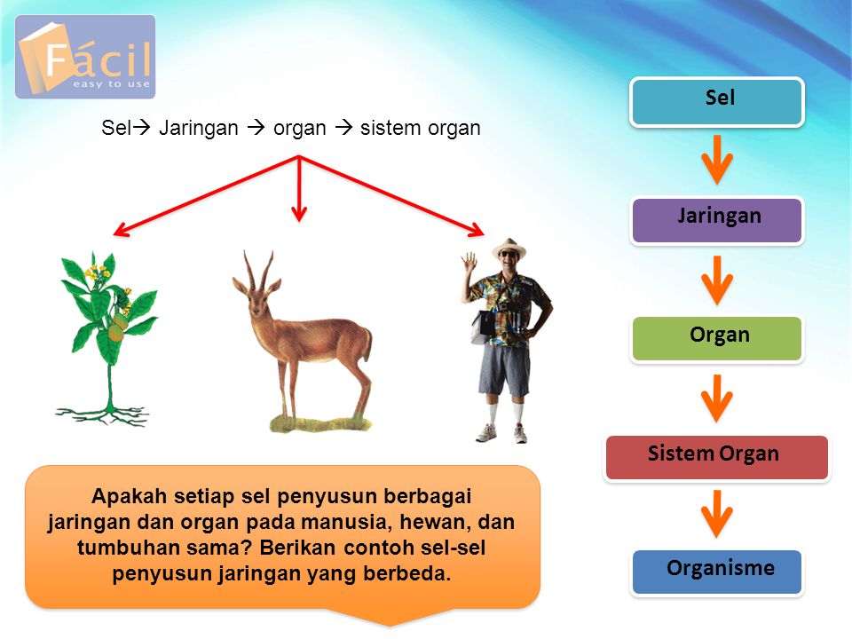 Detail Gambar Organ Hewan Dan Tumbuhan Nomer 41