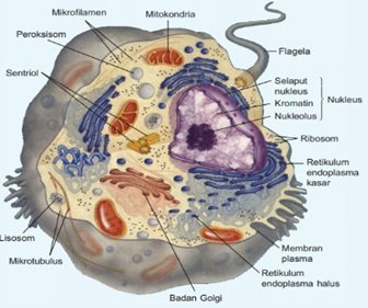 Detail Gambar Organ Hewan Dan Tumbuhan Nomer 42