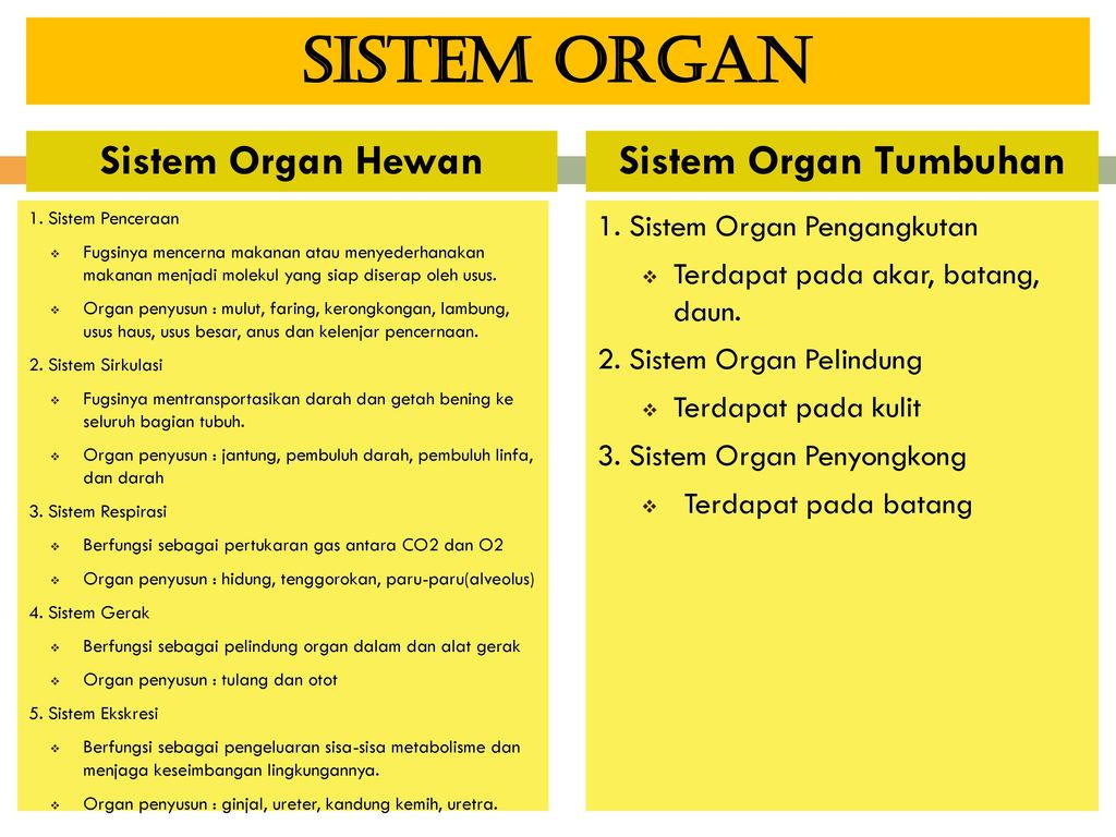 Detail Gambar Organ Hewan Dan Tumbuhan Nomer 43