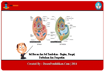 Detail Gambar Organ Hewan Dan Tumbuhan Nomer 44