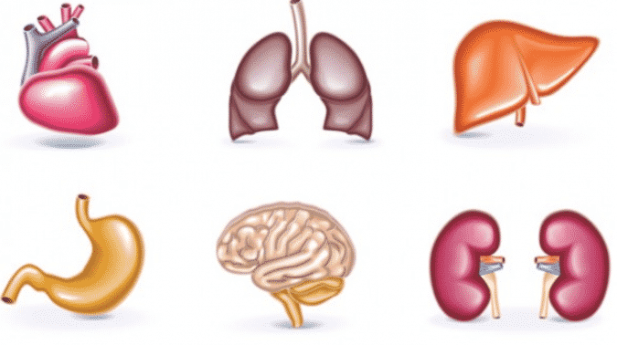 Detail Gambar Organ Hewan Dan Tumbuhan Nomer 46