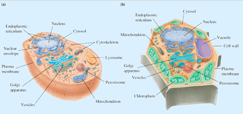 Detail Gambar Organ Hewan Dan Tumbuhan Nomer 47