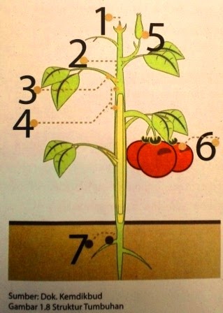 Detail Gambar Organ Hewan Dan Tumbuhan Nomer 48