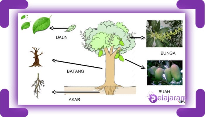 Detail Gambar Organ Hewan Dan Tumbuhan Nomer 49