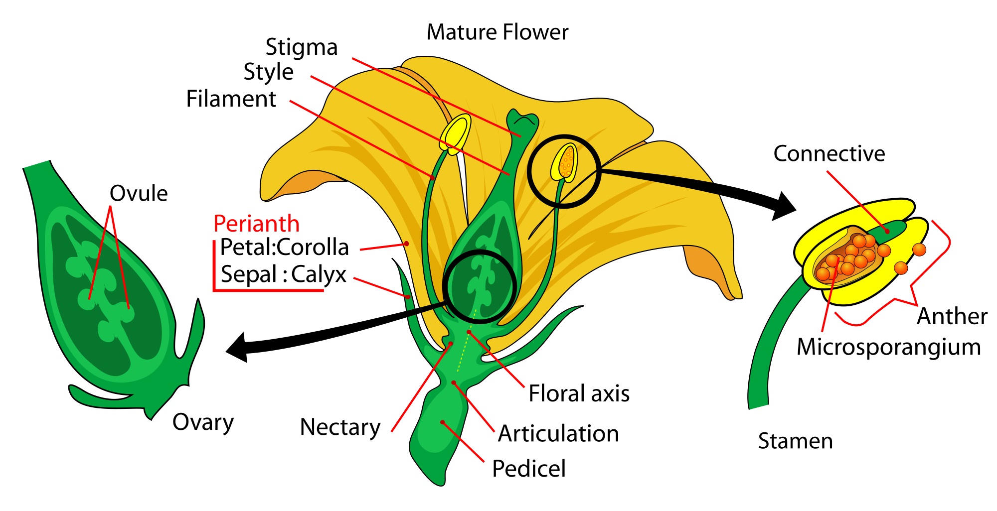 Detail Gambar Organ Hewan Dan Tumbuhan Nomer 50