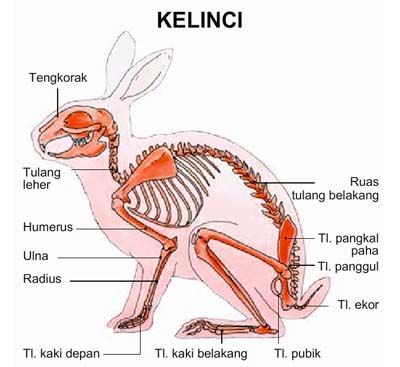 Detail Gambar Organ Hewan Dan Tumbuhan Nomer 6