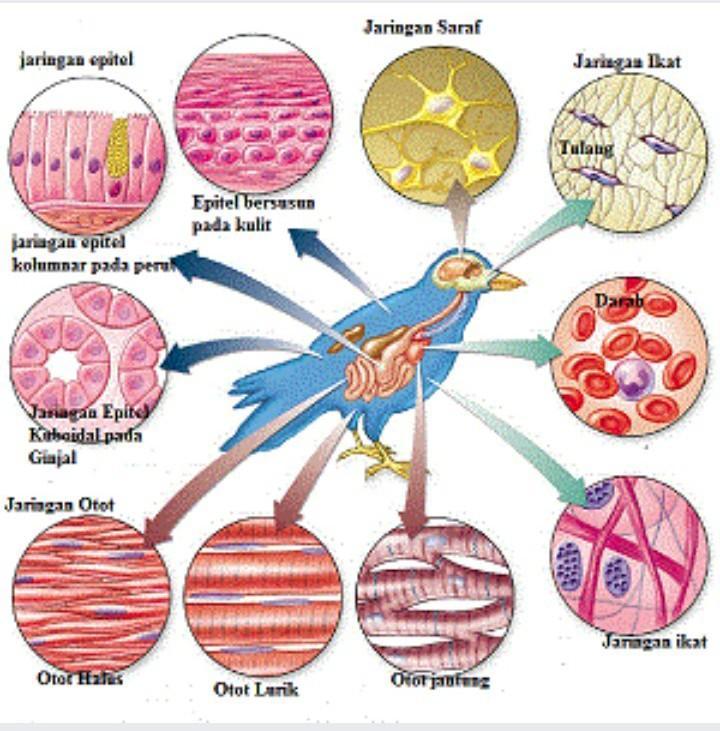 Detail Gambar Organ Hewan Dan Tumbuhan Nomer 7