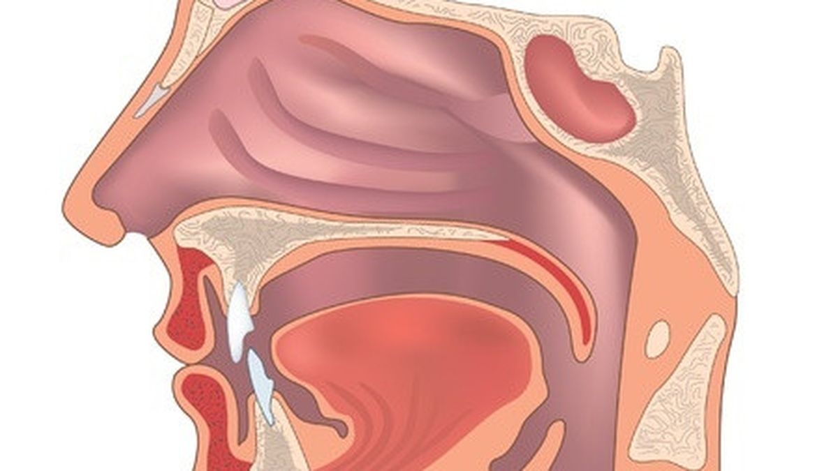 Detail Gambar Organ Hidung Nomer 11