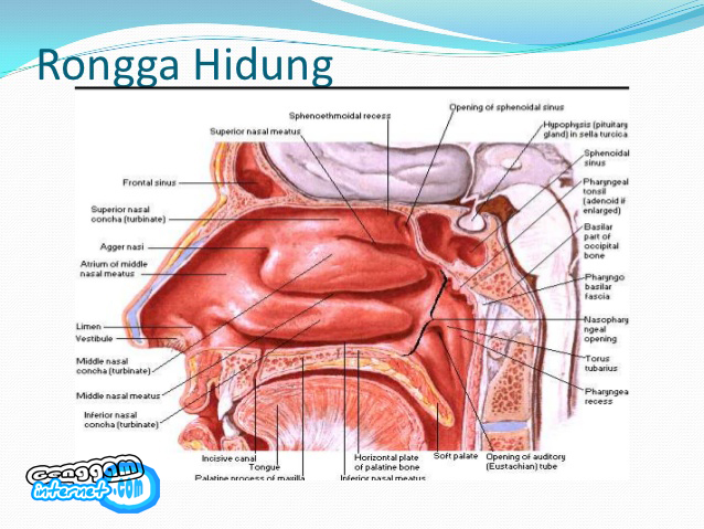 Detail Gambar Organ Hidung Nomer 12