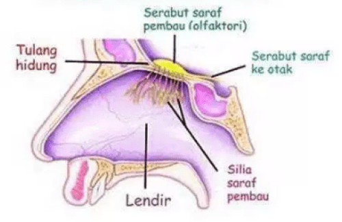 Detail Gambar Organ Hidung Nomer 13