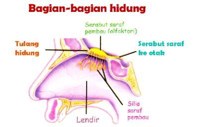 Detail Gambar Organ Hidung Nomer 14