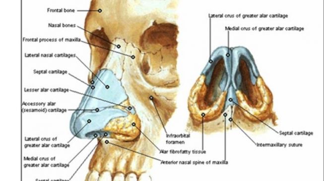 Detail Gambar Organ Hidung Nomer 16