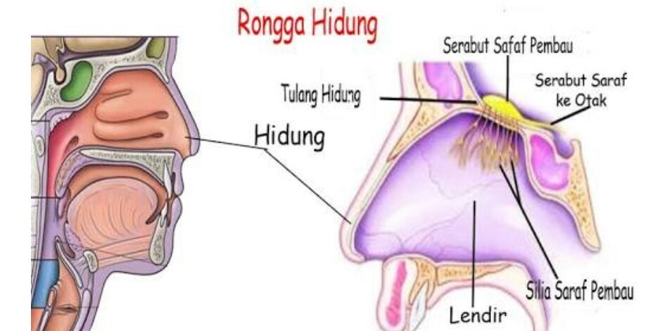 Detail Gambar Organ Hidung Nomer 21