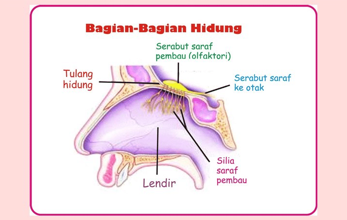 Detail Gambar Organ Hidung Nomer 23