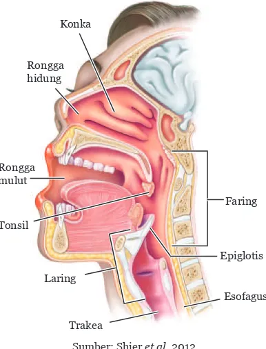 Detail Gambar Organ Hidung Nomer 28