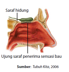 Detail Gambar Organ Hidung Nomer 29