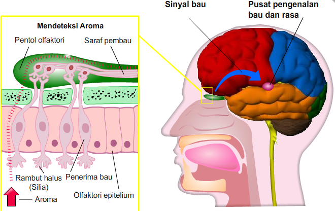 Detail Gambar Organ Hidung Nomer 32