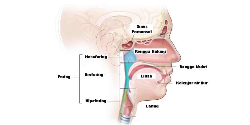 Detail Gambar Organ Hidung Nomer 33