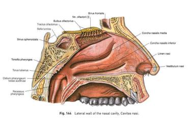 Detail Gambar Organ Hidung Nomer 34