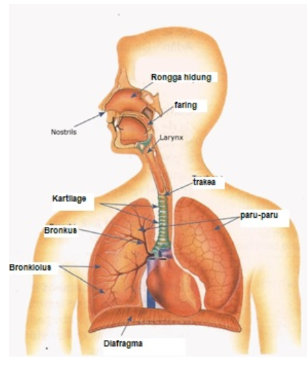 Detail Gambar Organ Hidung Nomer 35