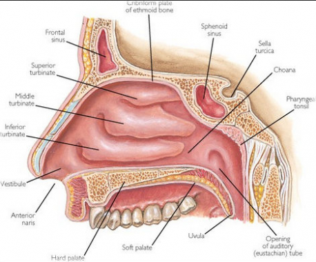 Detail Gambar Organ Hidung Nomer 5