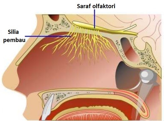 Detail Gambar Organ Hidung Nomer 37