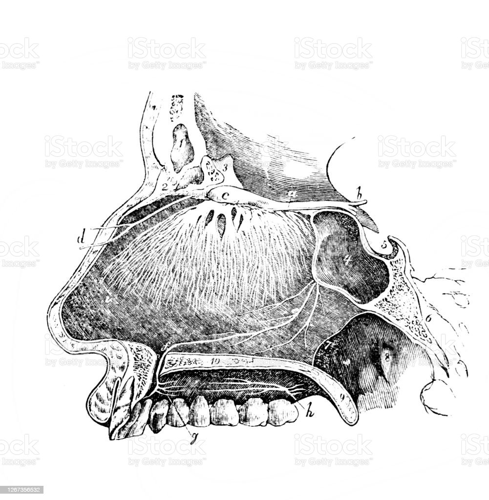 Detail Gambar Organ Hidung Nomer 40