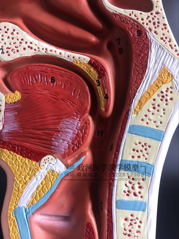 Detail Gambar Organ Hidung Nomer 41